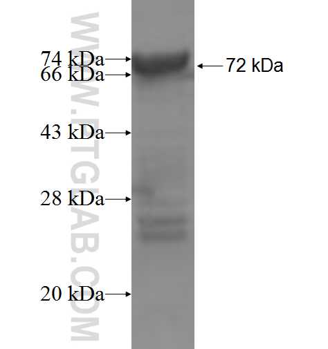 DIDO1 fusion protein Ag7826 SDS-PAGE