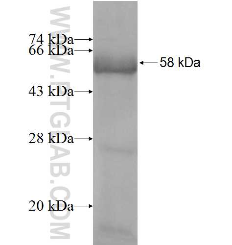 DIDO1 fusion protein Ag7962 SDS-PAGE DIDO1 fusion protein Ag7962 SDS-PAGE