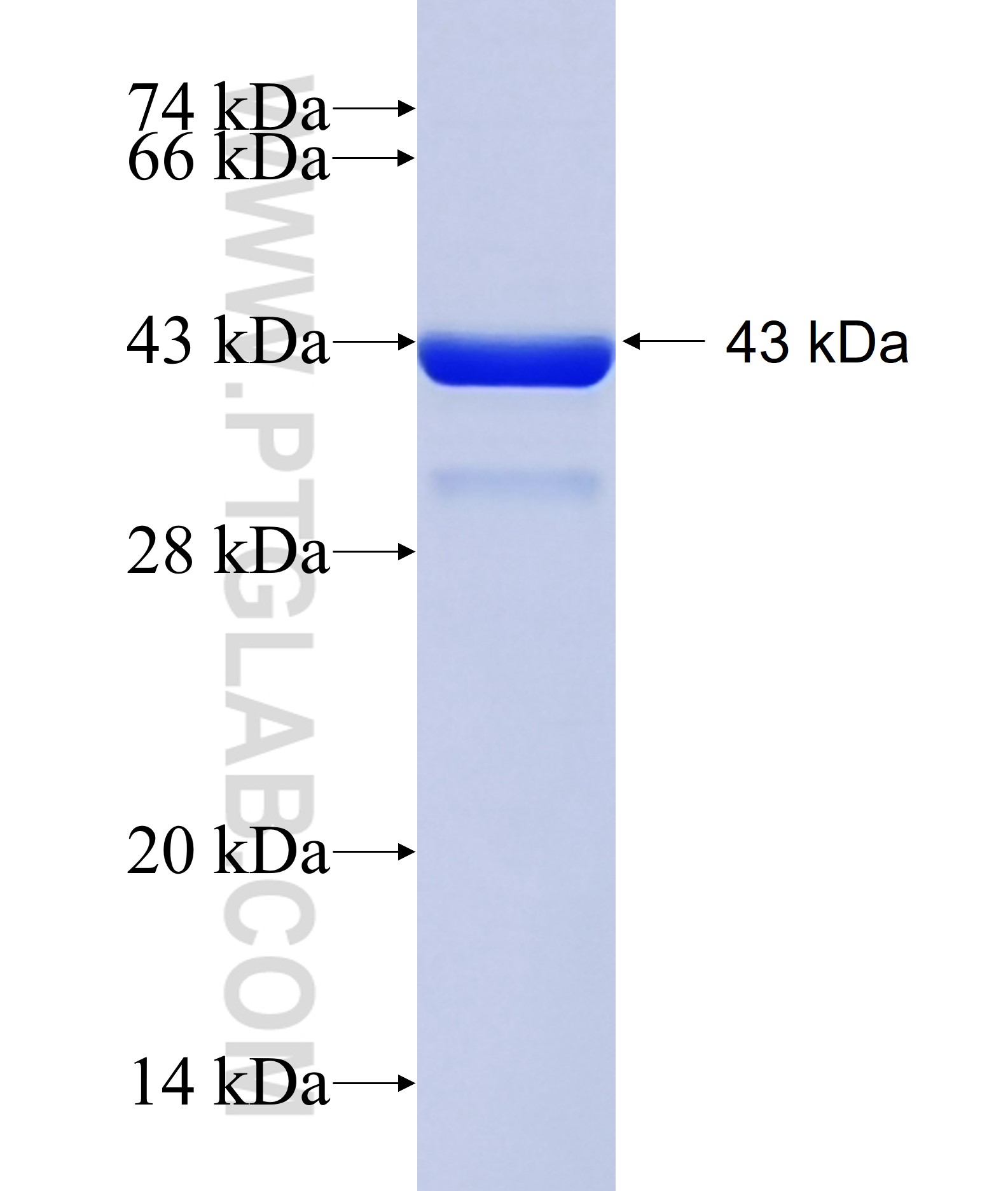 DIP2C fusion protein Ag34854 SDS-PAGE DIP2C fusion protein Ag34854 SDS-PAGE