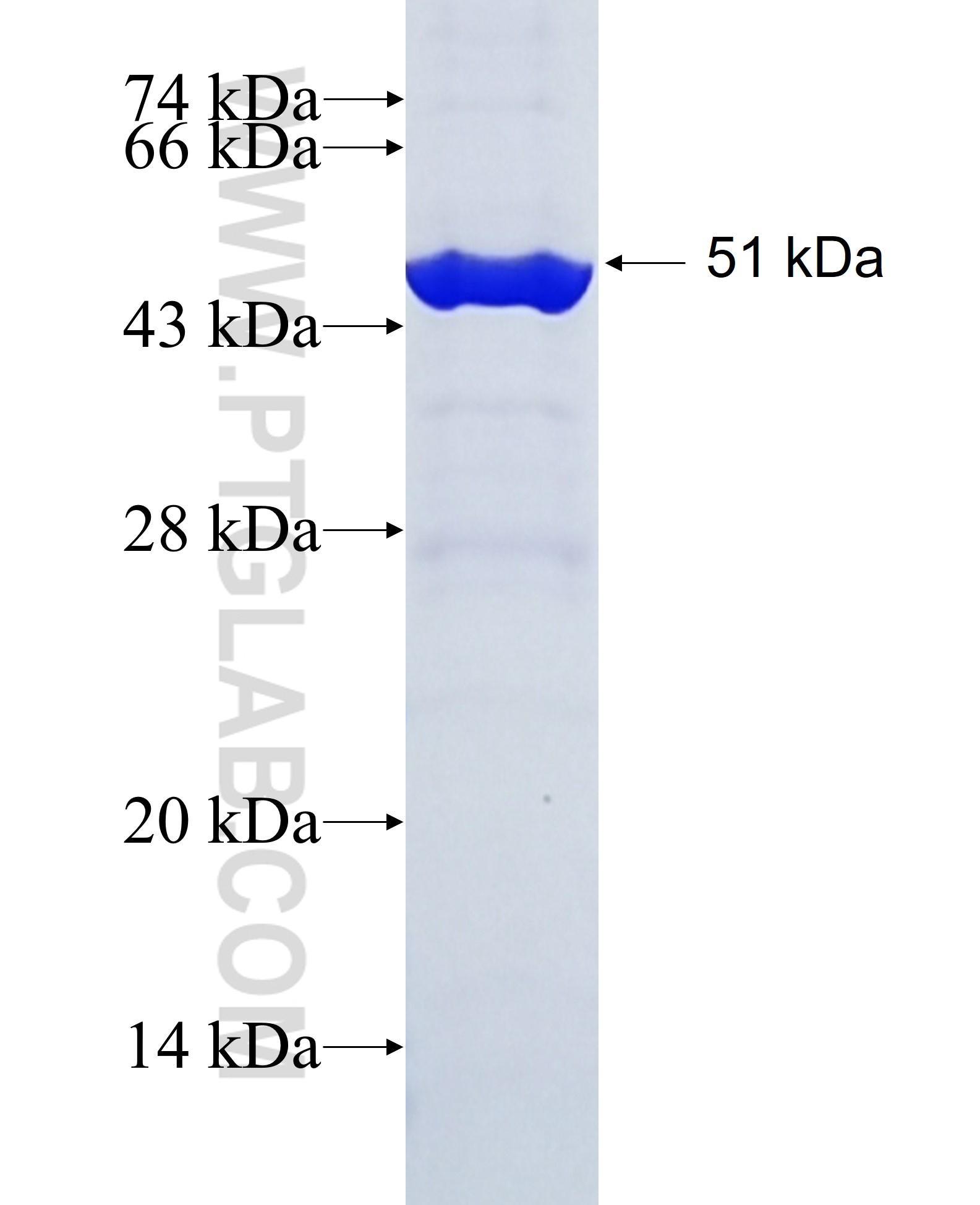 DIRAS2 fusion protein Ag7926 SDS-PAGE