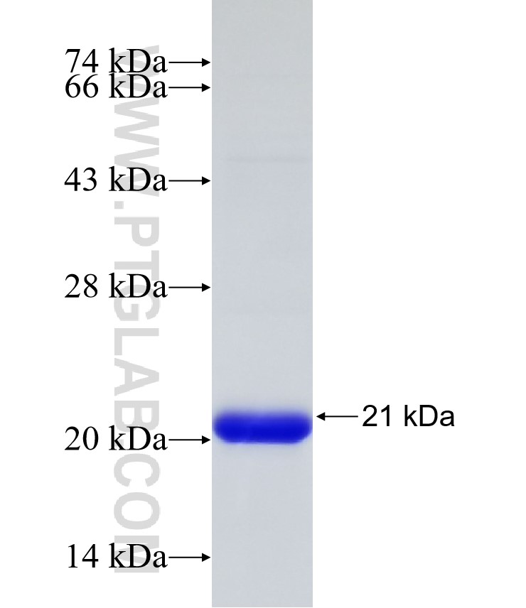 DIRAS3 fusion protein Ag26917 SDS-PAGE