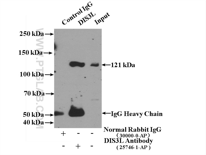 IP experiment of K-562 using 25746-1-AP