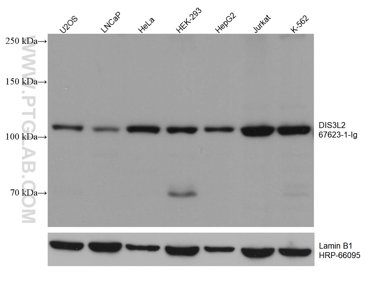 WB analysis using 67623-1-Ig