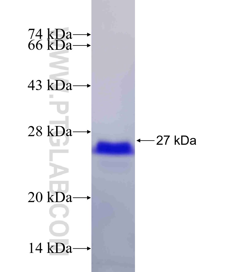 DIXDC1 fusion protein Ag31523 SDS-PAGE