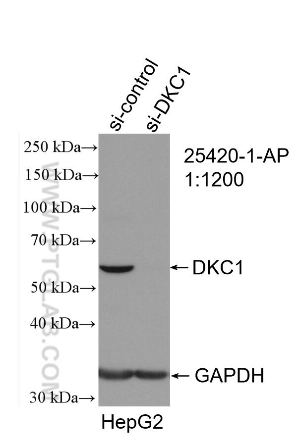 WB analysis of HepG2 using 25420-1-AP