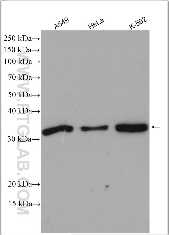 WB analysis using 21112-1-AP