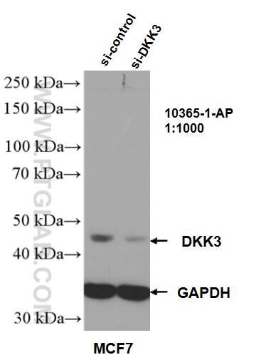 WB analysis of MCF-7 using 10365-1-AP