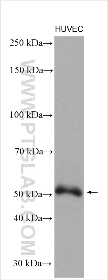 WB analysis of HUVEC using 10365-1-AP