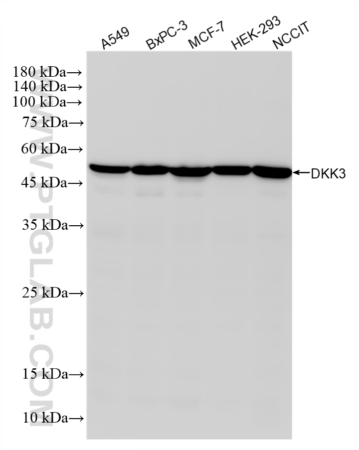 WB analysis using 87713-1-RR (same clone as 87713-1-PBS) WB analysis using 87713-1-RR (same clone as 87713-1-PBS)