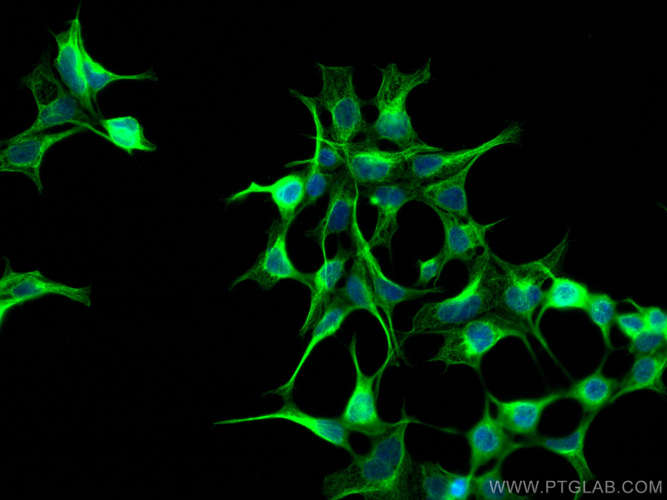 IF Staining of HEK-293 using CL488-66758