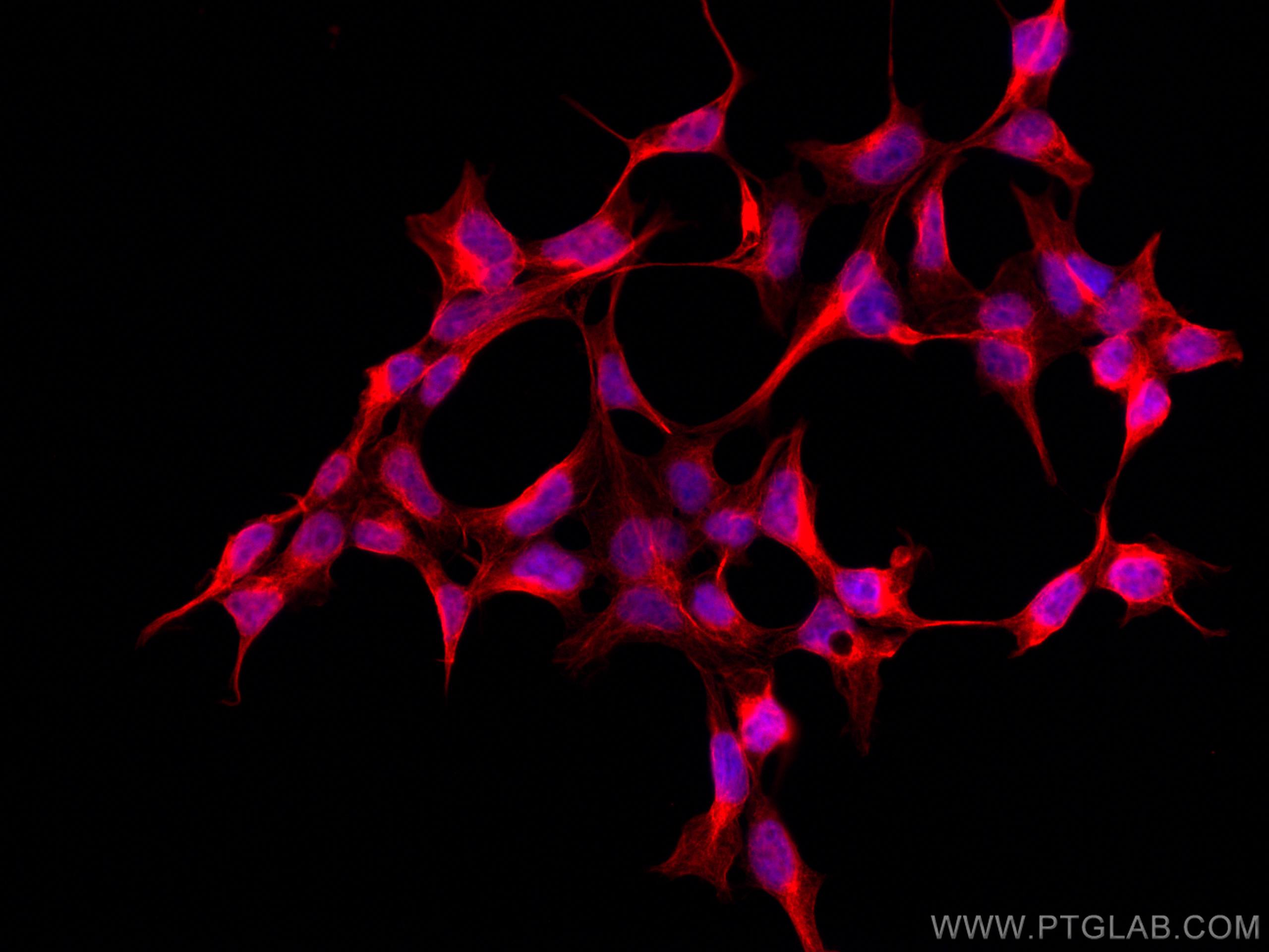 IF Staining of HEK-293 using CL594-66758