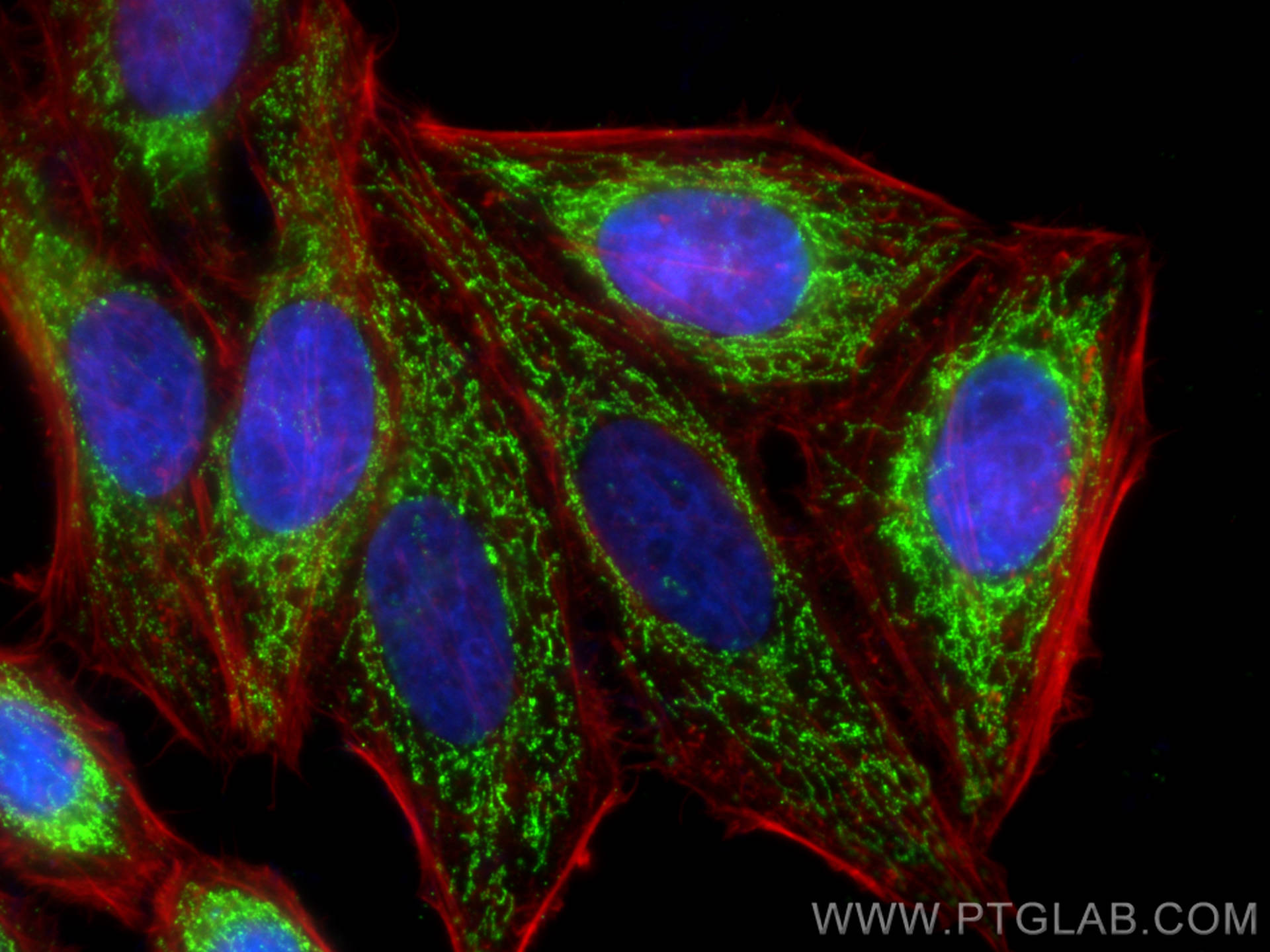 IF Staining of HepG2 using 68303-1-Ig