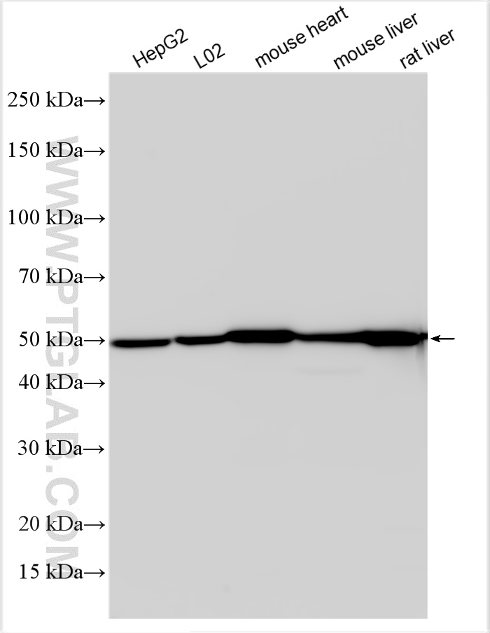 WB analysis using 16431-1-AP