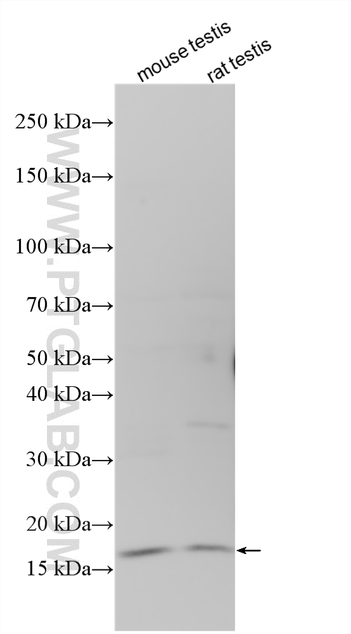Various lysates were subjected to SDS PAGE followed by western blot with 27250-1-AP (DLEU7 antibody) at dilution of 1:500 incubated at room temperature for 1.5 hours. WB analysis using 27250-1-AP