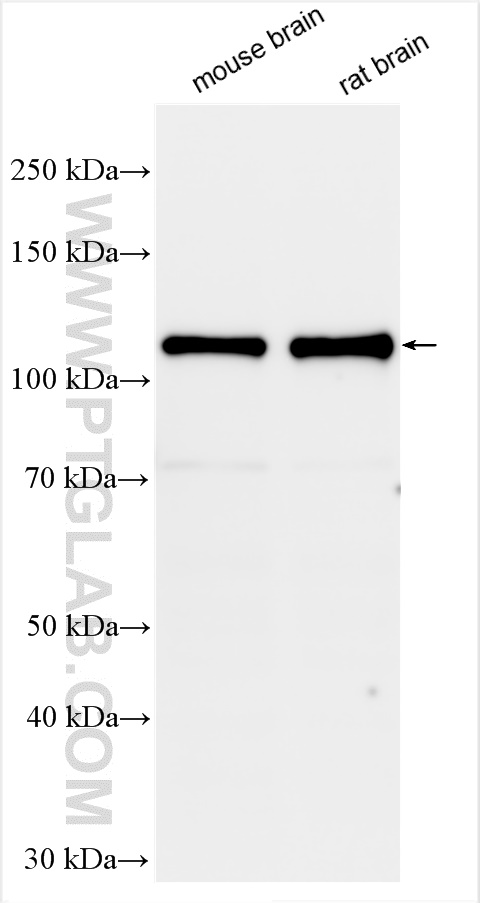 WB analysis using 29457-1-AP