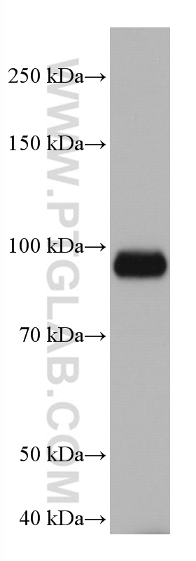 WB analysis of pig brain using 67102-1-Ig (same clone as 67102-1-PBS)