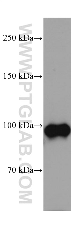 WB analysis of mouse cerebellum using 67102-1-Ig (same clone as 67102-1-PBS)