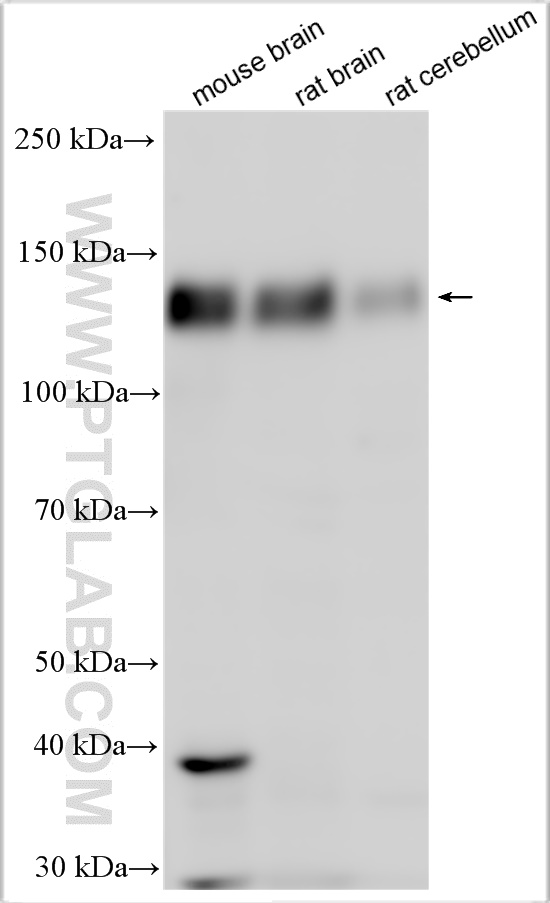 WB analysis using 28124-1-AP