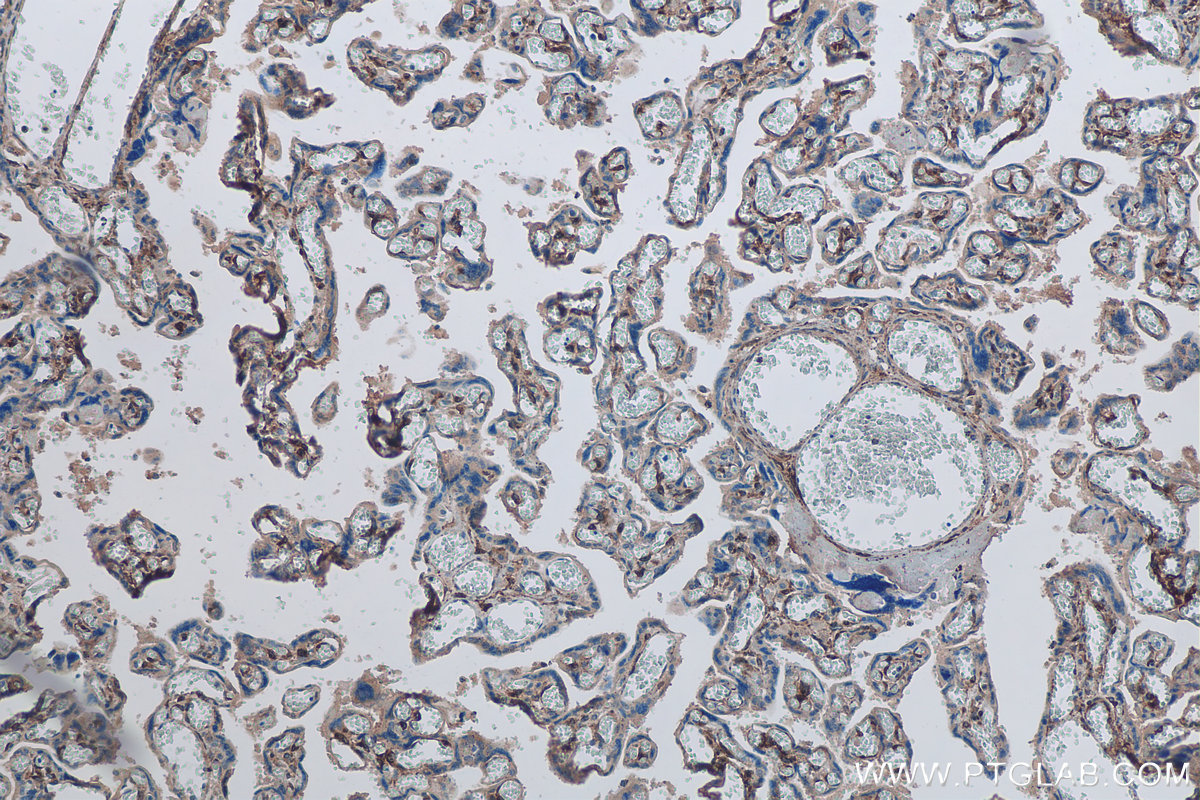 IHC staining of human placenta using 29288-1-AP