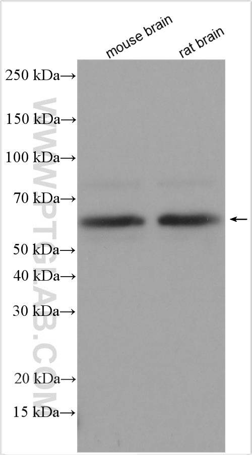 WB analysis using 29288-1-AP