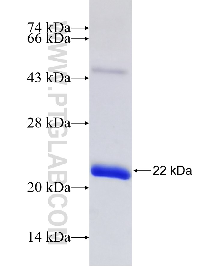 DLL1 fusion protein Ag29555 SDS-PAGE DLL1 fusion protein Ag29555 SDS-PAGE