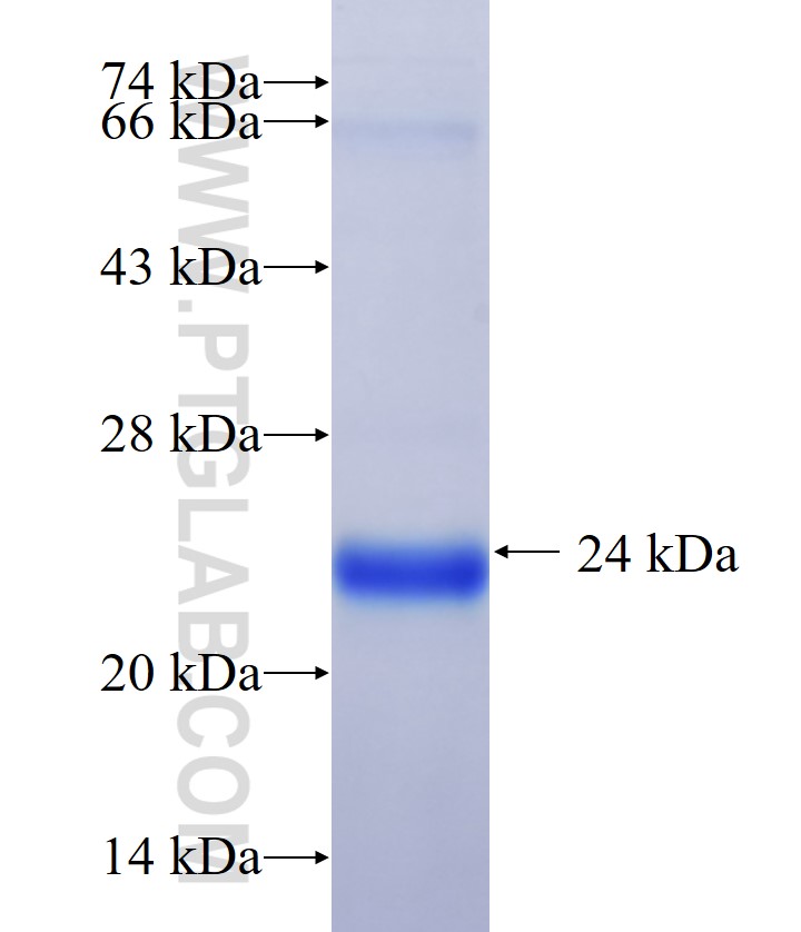DLL1 fusion protein Ag34539 SDS-PAGE DLL1 fusion protein Ag34539 SDS-PAGE