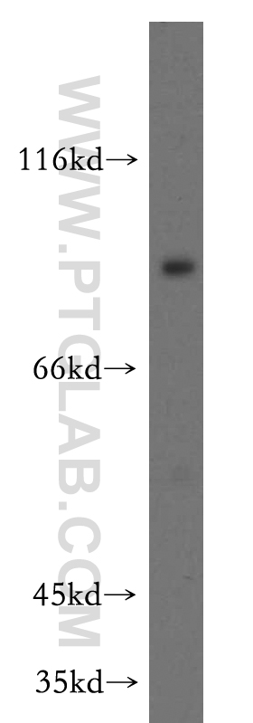 DLL1-Specific Polyclonal antibody