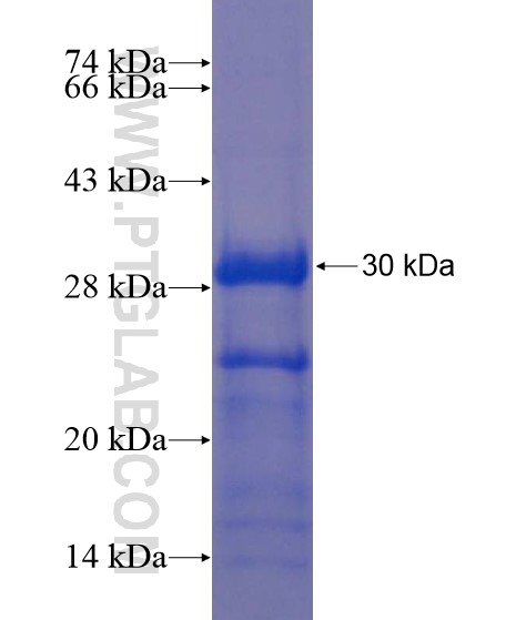 DLL3 fusion protein Ag21965 SDS-PAGE