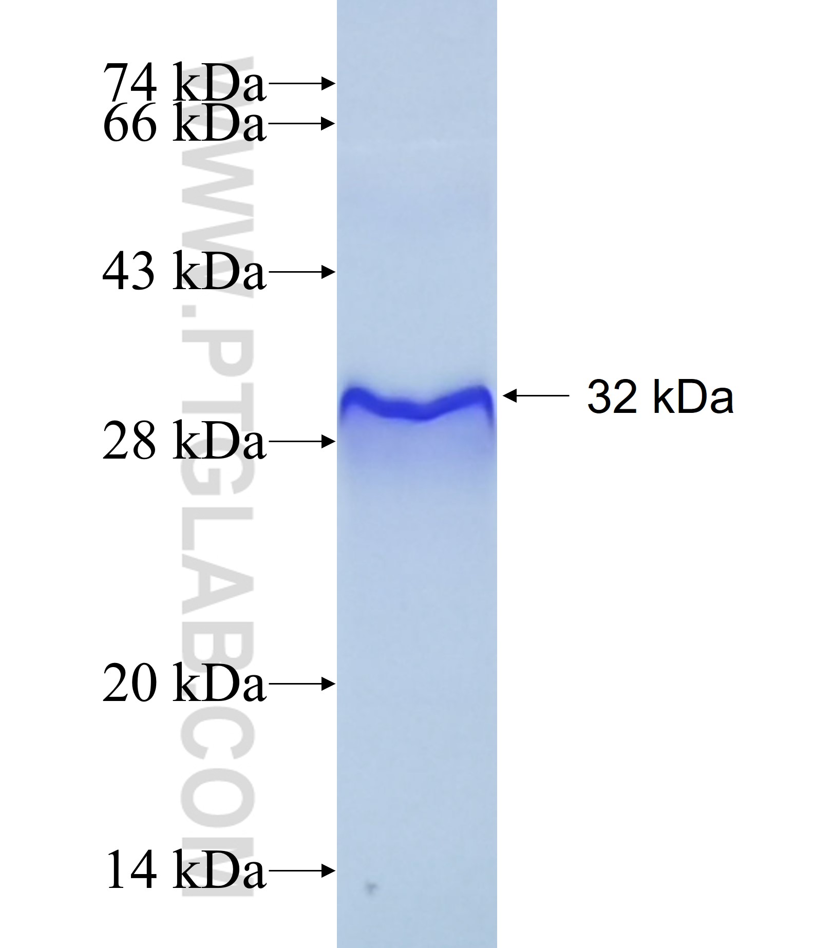 DLL4 fusion protein Ag17483 SDS-PAGE