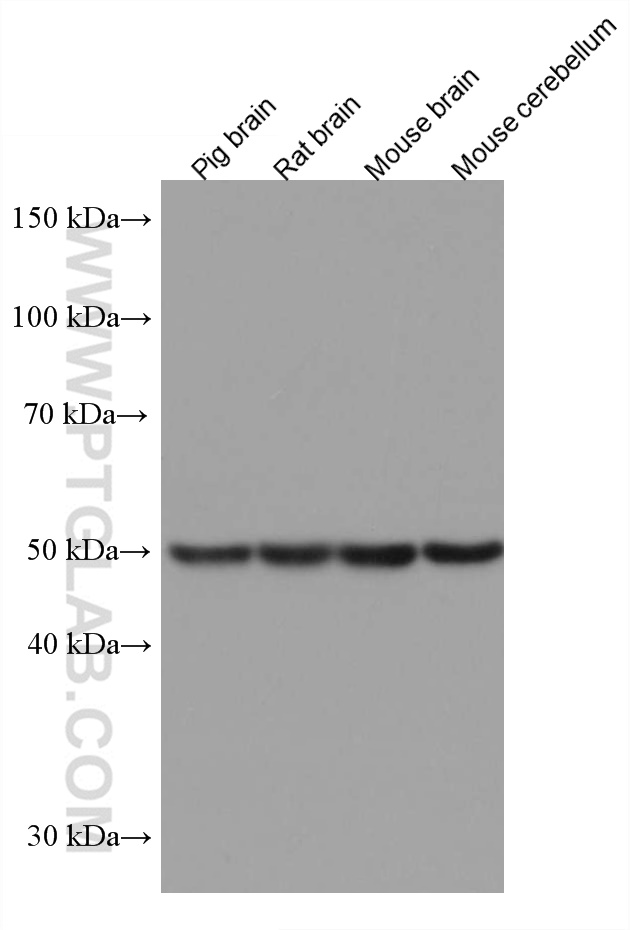 WB analysis using 67282-1-Ig