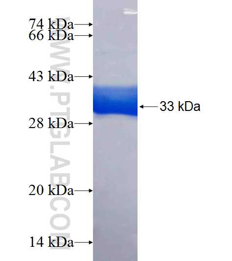 DLX6 fusion protein Ag19724 SDS-PAGE