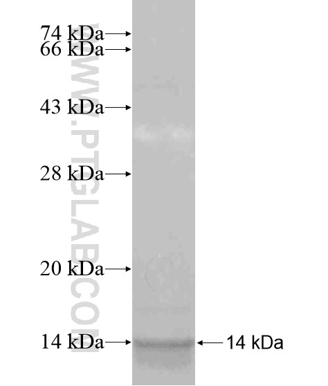 DLX6 fusion protein Ag19805 SDS-PAGE DLX6 fusion protein Ag19805 SDS-PAGE