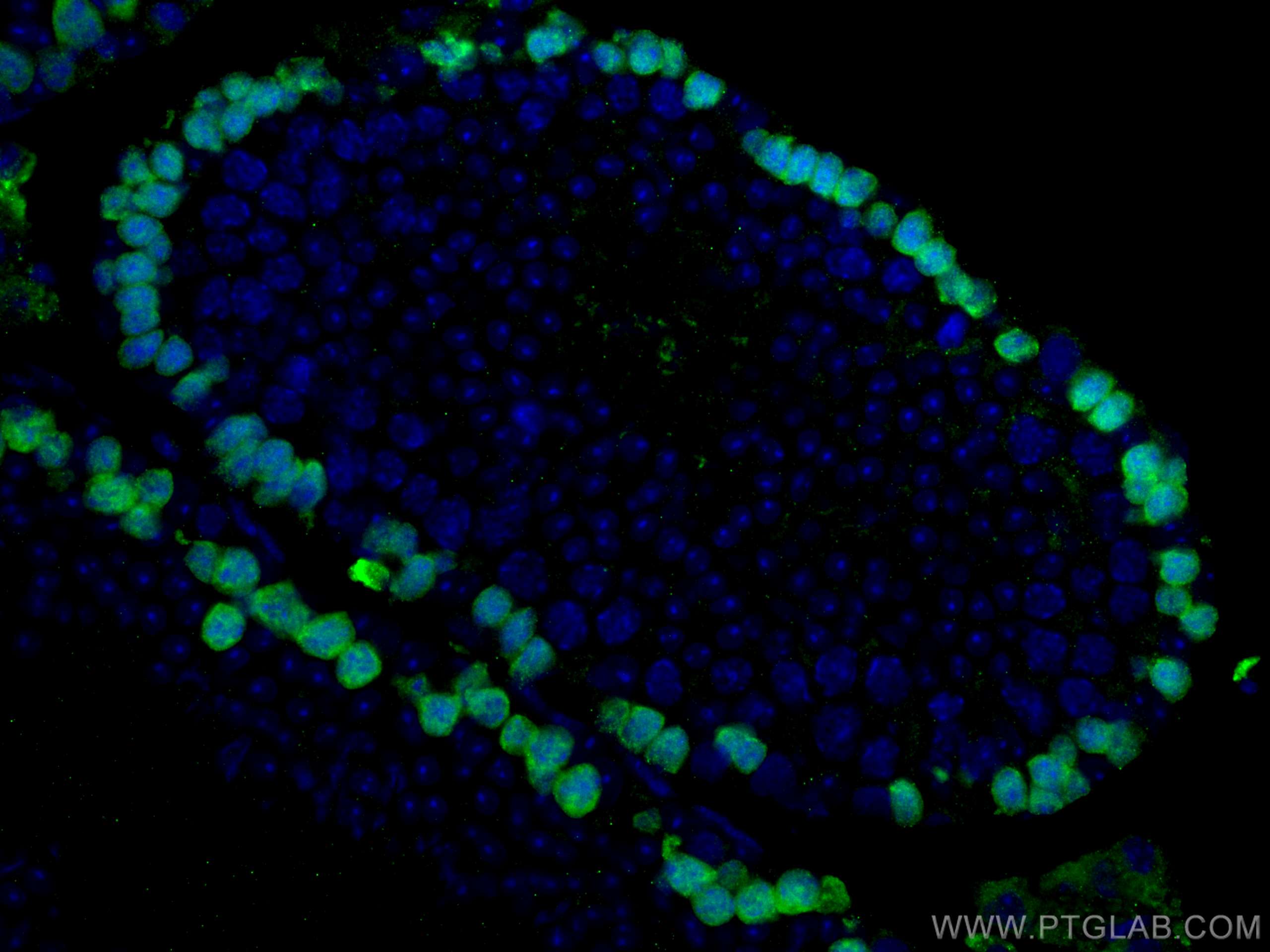 IF Staining of mouse testis using 67176-1-Ig (same clone as 67176-1-PBS)