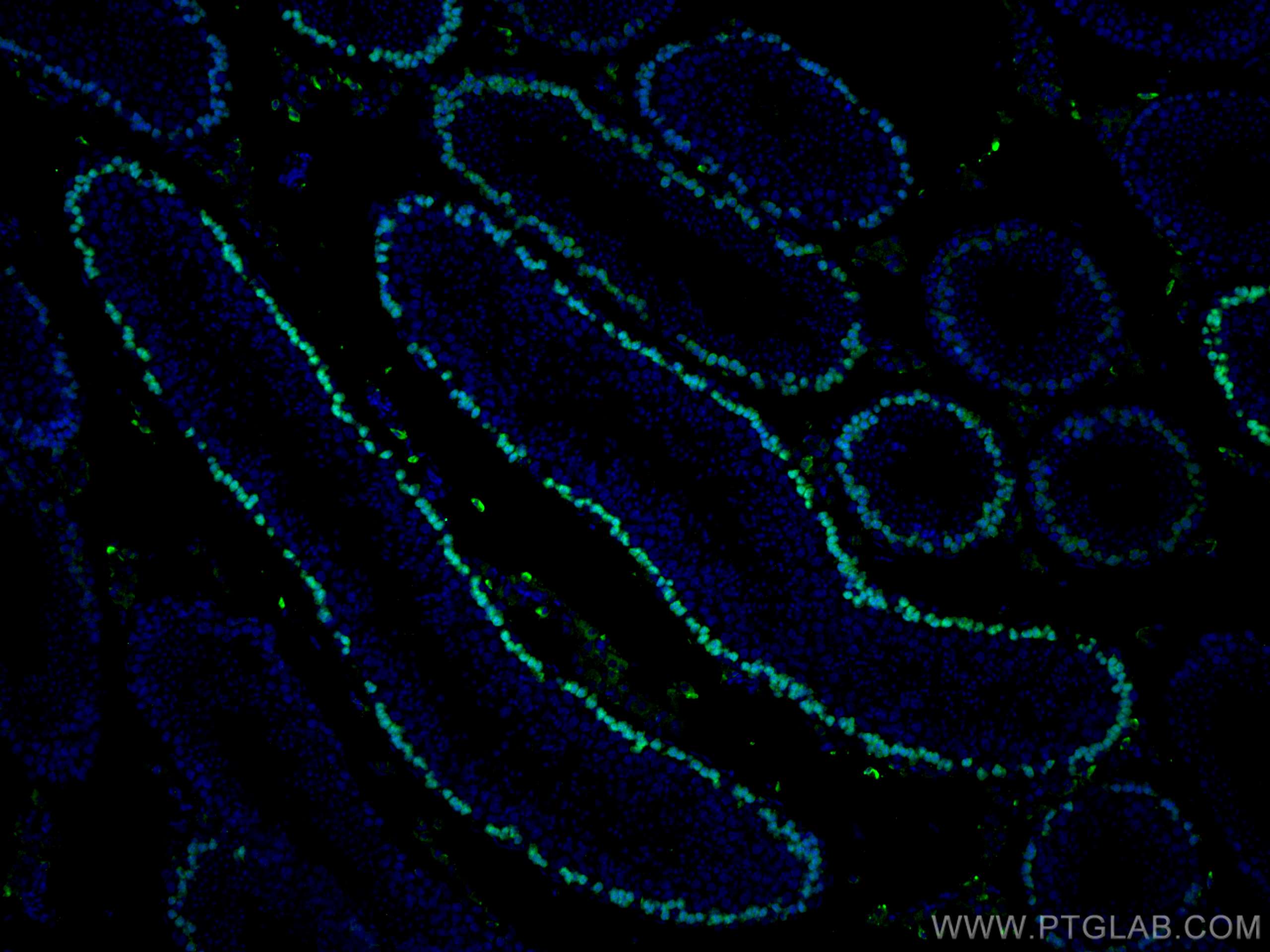 IF Staining of mouse testis using 67176-1-Ig (same clone as 67176-1-PBS)