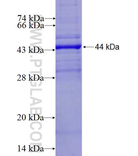 DMC1 fusion protein Ag4653 SDS-PAGE