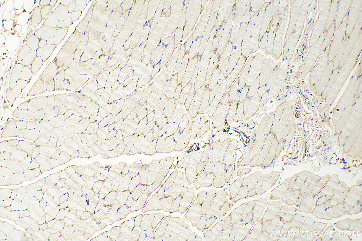 IHC staining of mouse skeletal muscle using 12715-1-AP