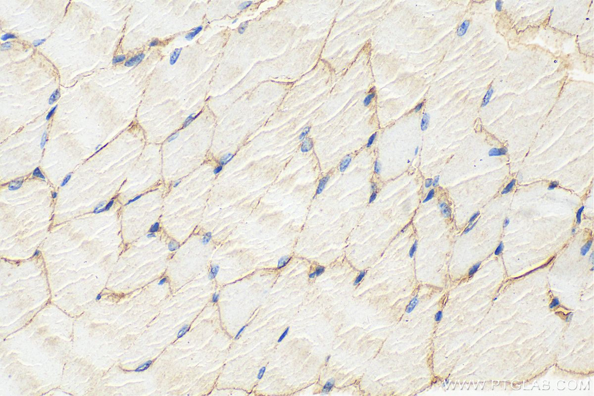 IHC staining of mouse skeletal muscle using 12715-1-AP