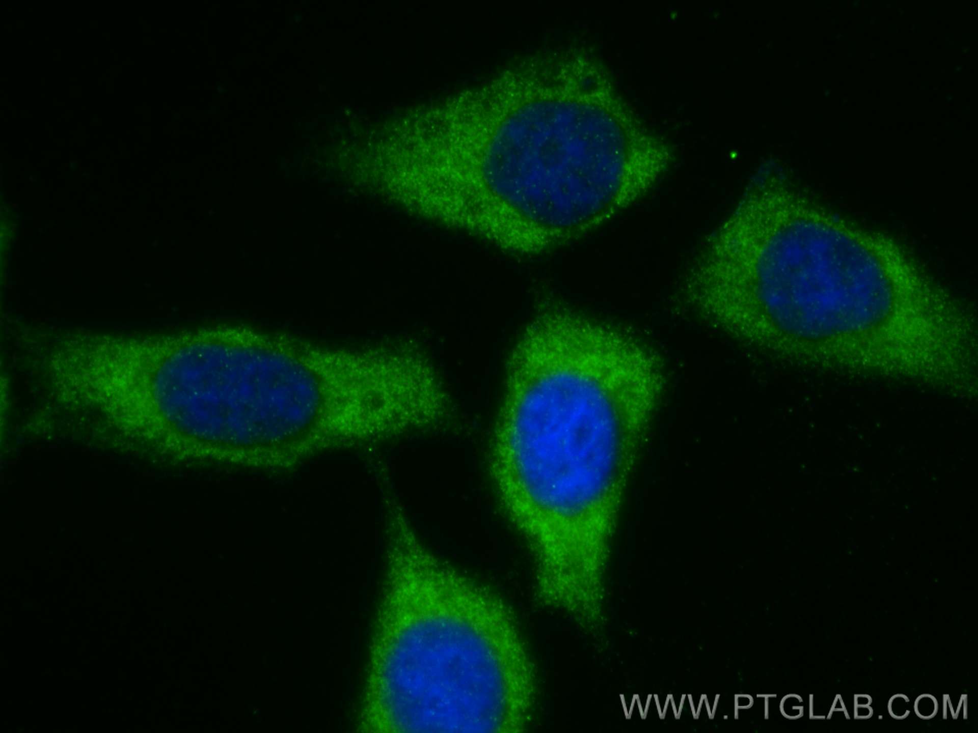 IF Staining of HepG2 using 24813-1-AP