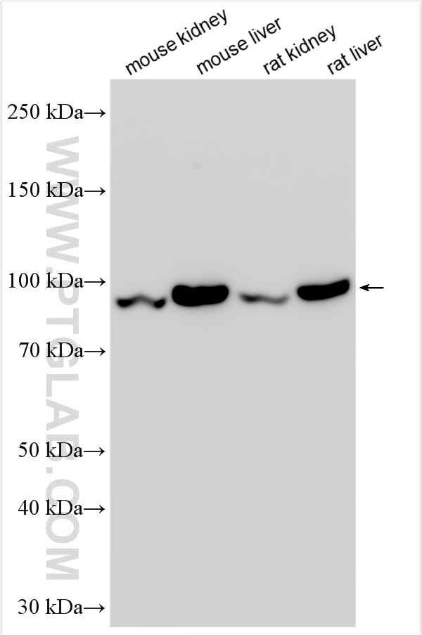 WB analysis using 24813-1-AP