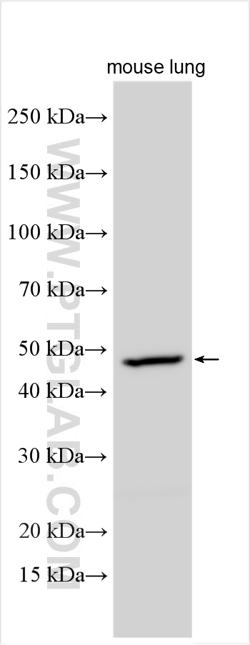 WB analysis using 16252-1-AP