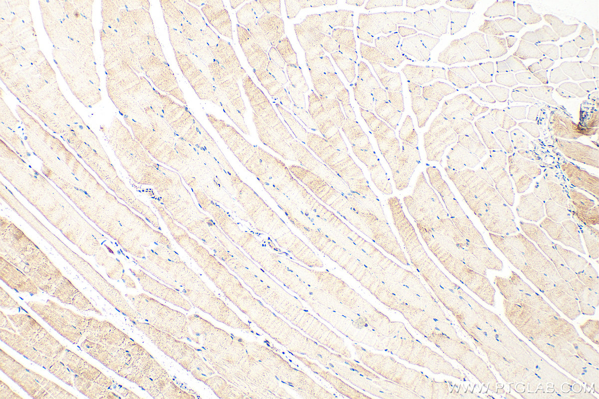 IHC staining of mouse skeletal muscle using 16711-1-AP