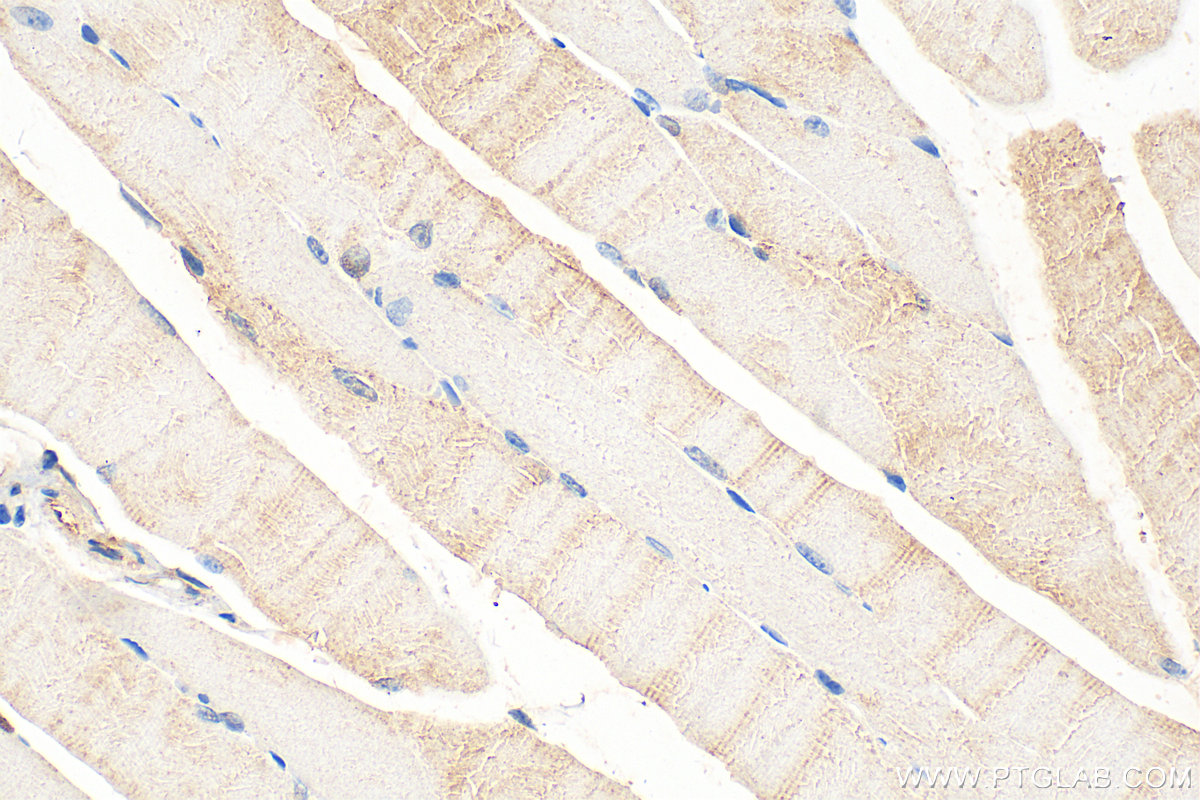 IHC staining of mouse skeletal muscle using 16711-1-AP