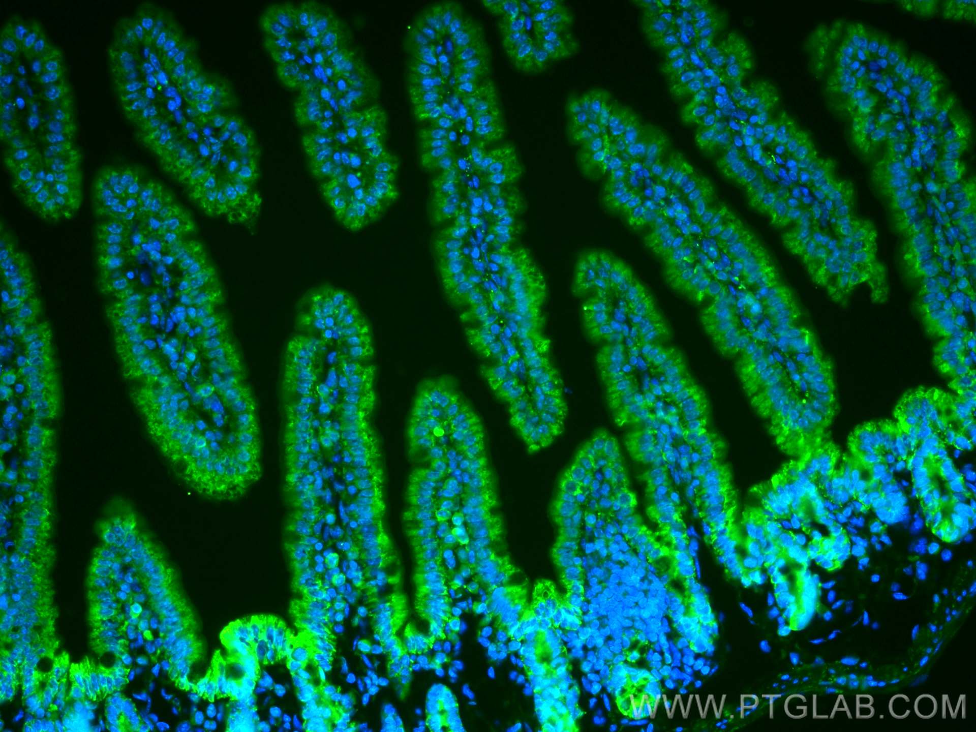 IF Staining of mouse small intestine using CL488-20507
