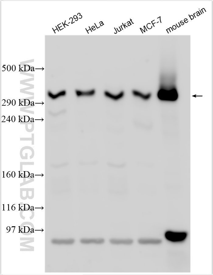 WB analysis using 27123-1-AP