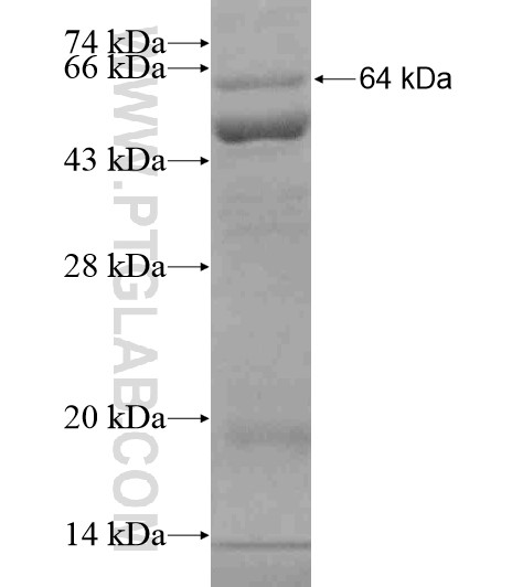 DMXL2 fusion protein Ag19720 SDS-PAGE