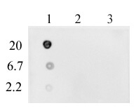 DNA-RNA Hybrid antibody tested by dot blot. 23-mer DNA, RNA or DNA-RNA Hybrid samples were spotted (indicated in ng on the left) on to a positively charged nylon membrane and blotted with DNA-RNA Hybrid antibody at 1 ug/ml dilution. Lane 1: Double-stranded DNA-RNA hybrid. Lane 2; Single-stranded DNA oligo. Lane 3: SIngle-stranded RNA oligo.