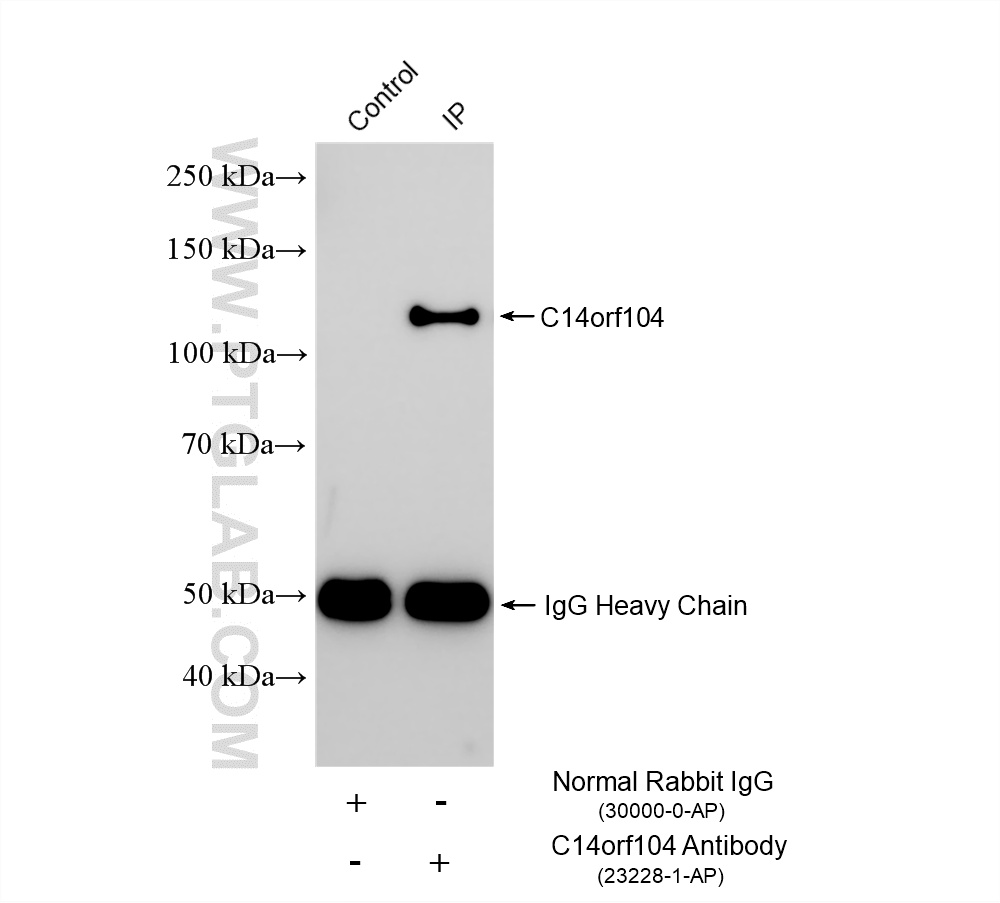 IP experiment of rat testis using 23228-1-AP (same clone as 23228-1-PBS)