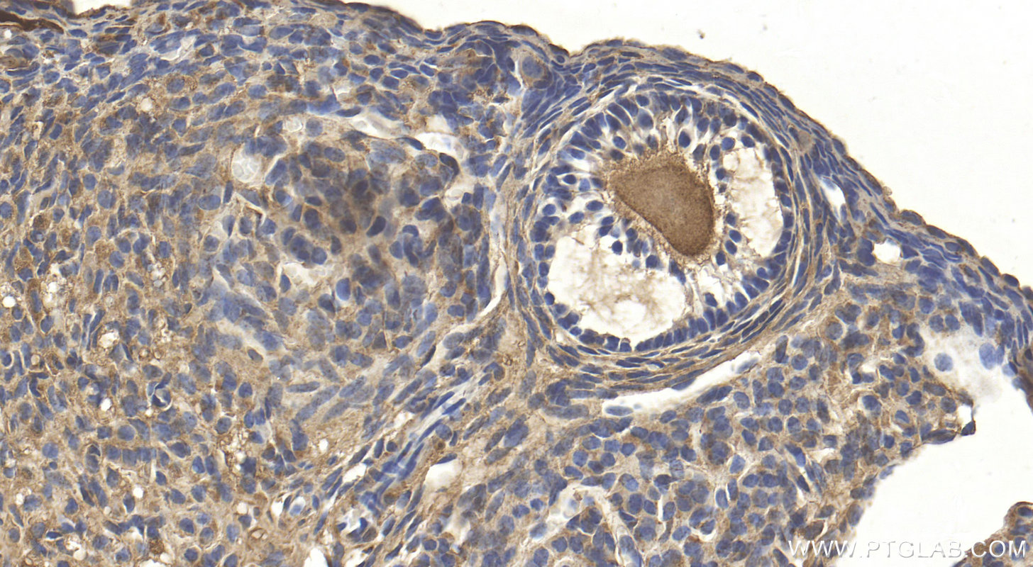 IHC staining of mouse ovary using 17533-1-AP