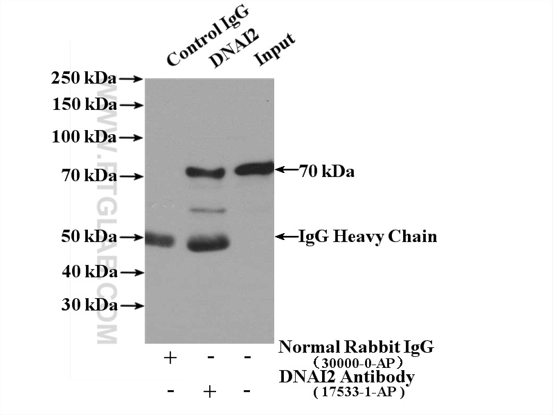 IP experiment of mouse lung using 17533-1-AP