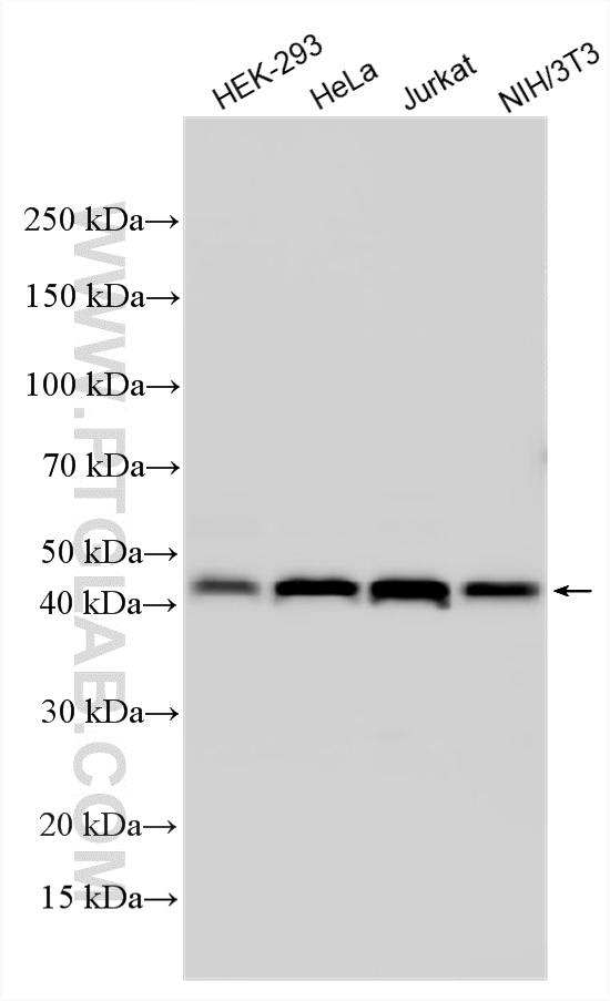 Various lysates were subjected to SDS PAGE followed by western blot with 11713-1-AP (DNAJA1 antibody) at dilution of 1:4000 incubated at room temperature for 1.5 hours. WB analysis using 11713-1-AP